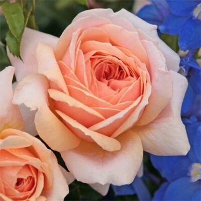 Троянда Garden of Roses (саджанці) | Зображення 2