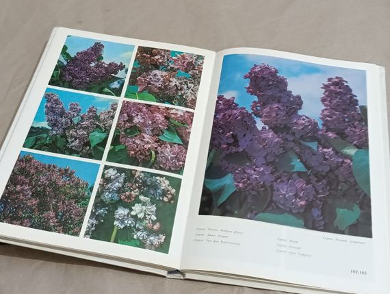 Цветы. Комнатные растения и декоративноцветущие кустарники В. Г. Жоголева С. Н. Приходько Т. М. Черевченко1981 | Зображення 8