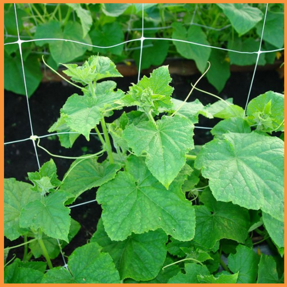 Сетка шпалерная 15*18 1.7*500 метров (белая) | Зображення 5