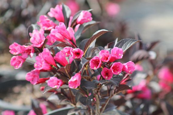 Вейгела "Alexandra" (Weigela Florida)