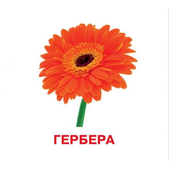 Развивающие карточки для детей Цветы J012y, 18 картинок | Зображення 1