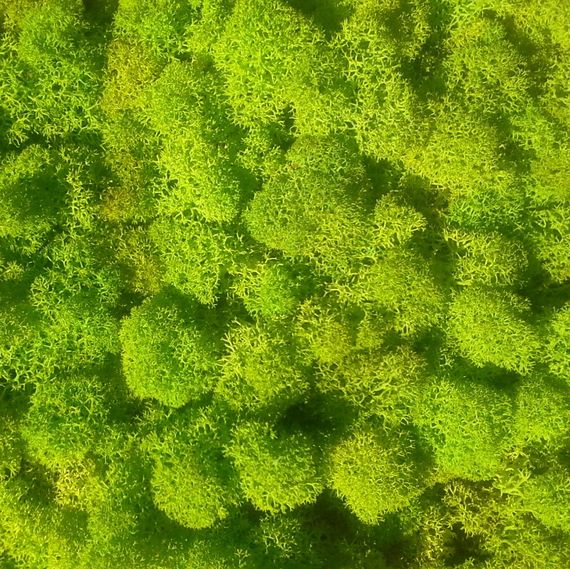 Очищенный стабилизированный мох ягель Nordic moss Зеленый весенний 250 грамм | Зображення 2