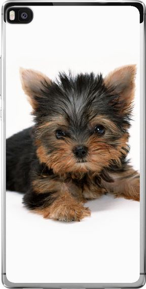 Чехол на Huawei Ascend P8 Щенок йоркширского терьера "931u-123-17620"