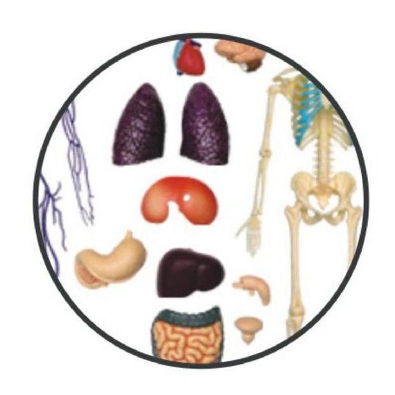 Пазл 4D Master Об'ємна анатомічна модель Тіло людини прозоре (FM-626204) | Зображення 2