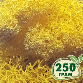 Стабілізований мох ягель Жовтий лимонний 250 грам