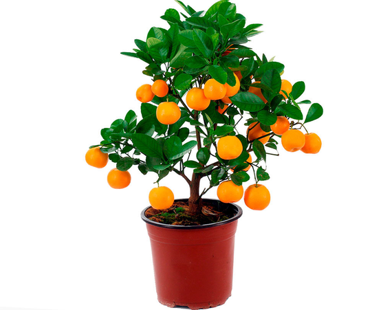 Грунт Цитрус 2.5 л | Зображення 1