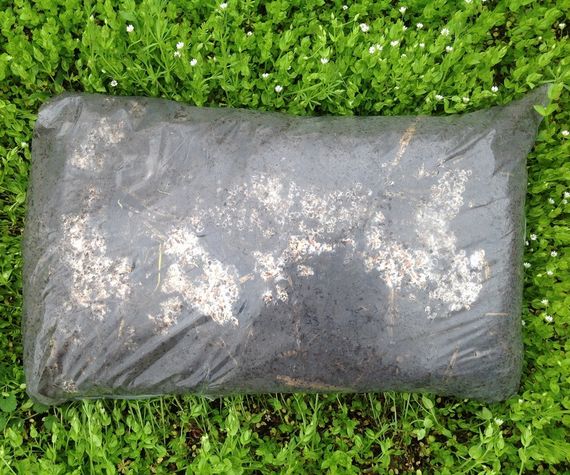 Зарощенний грибний блок білий гриб дубовик | Зображення 1