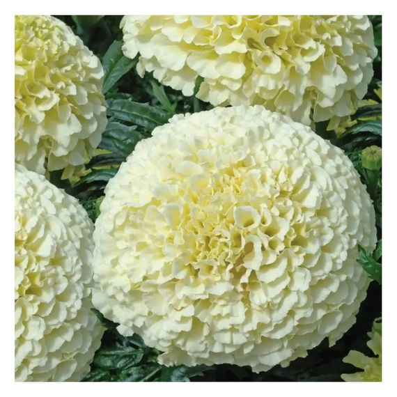 Насіння Чорнобривці Ескімо GL Seeds 0,1 г | Зображення 1