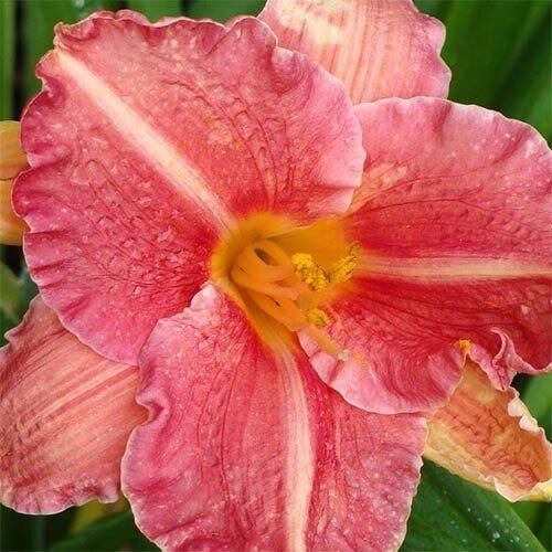 Лілейник Pretty Fancy (саджанці)