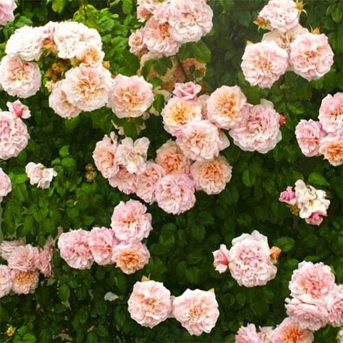 Троянда Rose de Tolbiac (саджанці) | Зображення 2