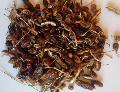 Софора японська (плоди), 100г.