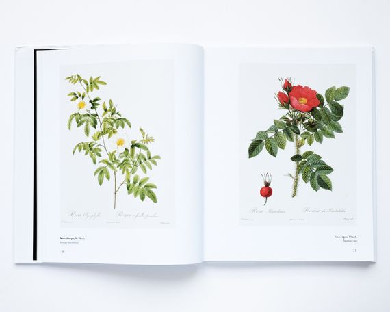 Великі художники П'єр-Жозеф Редуте. Redoute the bible of rose мистецтво живопис книги для художників | Зображення 9