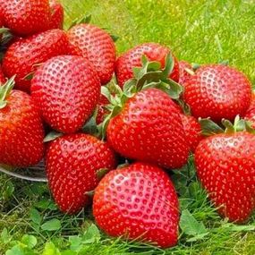 Полуниця Вайбрант (рання, високоурожайна, транспортубельна)