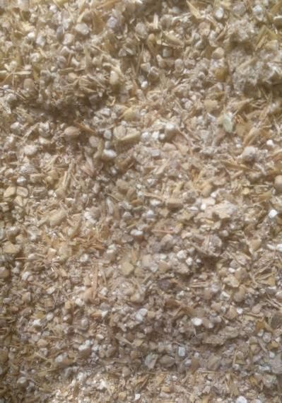 Печериця великоплідна 10 г | Зображення 1