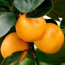 Грунт Цитрус 2.5 л | Зображення 2