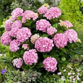 Гортензія Pink Sensation (сажники)