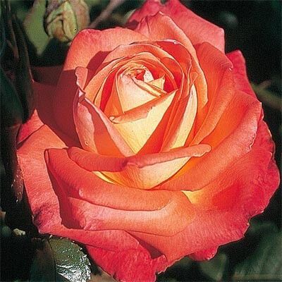 Троянда Köningin der Rosen (саджанці)