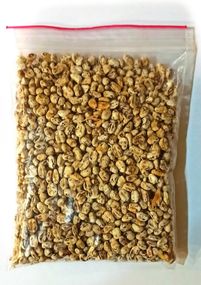 Живий зерновий міцелій печериці — 100 г