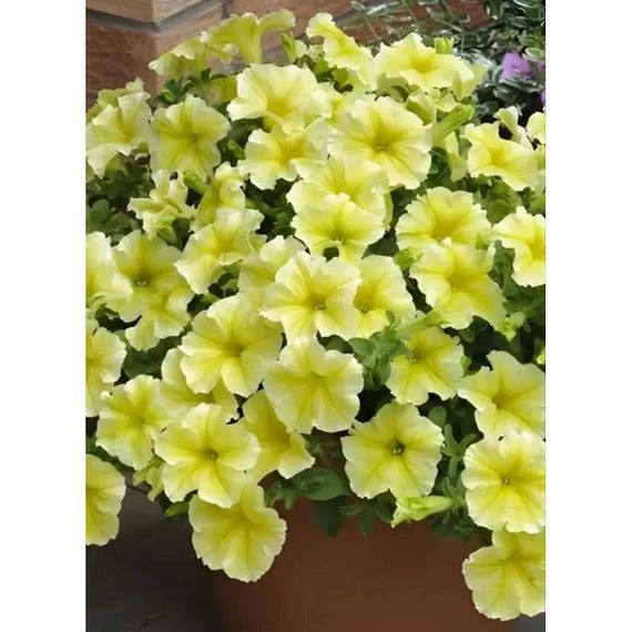 🌼Ампельна петунія Лавина Золота зірка F1 10 шт. | Зображення 1