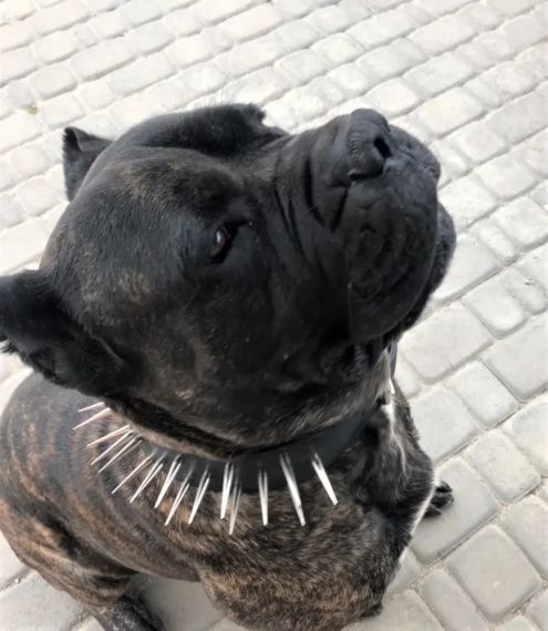 Захисний шкіряний чорний нашийник ручної роботи з довгими шипами