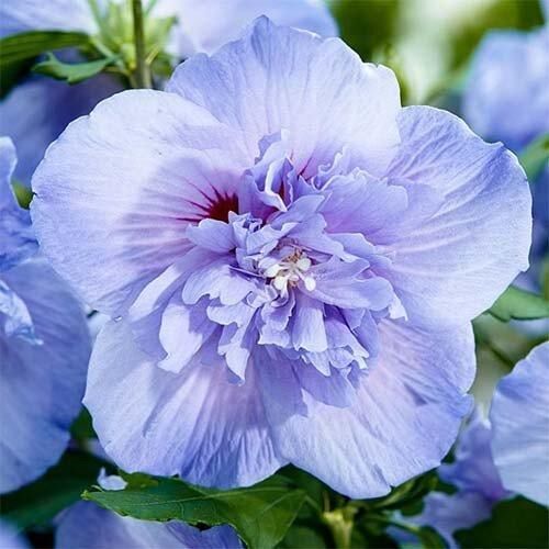 Гібіскус Сірий Blue Chiffon (саджанці)
