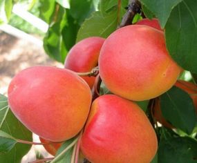 Абрикос Ерлі Блуш (ранішевий)