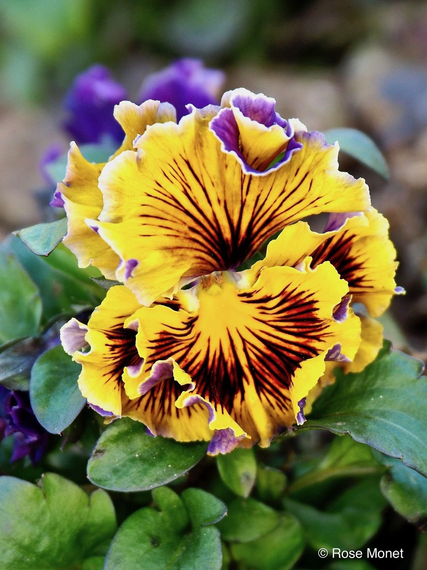 Насіння Віола махрова Рокко 20 шт. (Насіння країни) | Зображення 3