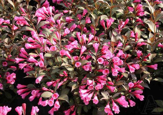 Вейгела "Alexandra" (Weigela Florida) | Зображення 1