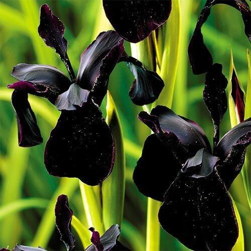 Ірис Chrysographes Black Form (кореневища) | Зображення 1