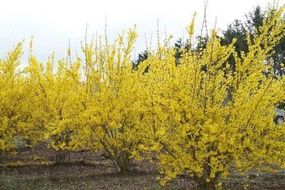 Форзиція європейська "Lynwood Gold"