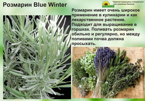 Розмарин синій | Зображення 1