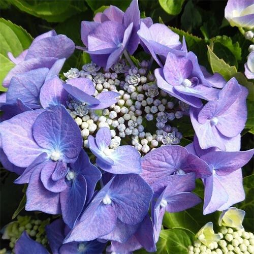 Гортензія Blaumeise (садженці) | Зображення 2