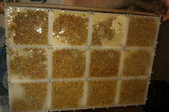 Сота-пазл для отримання перги 1шт | Зображення 1