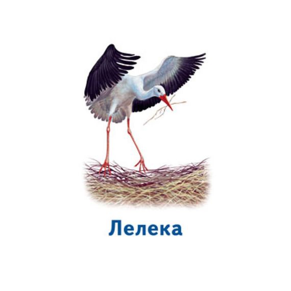 Настільна гра Парочки: Світ тварин 1392003, 6 ігор | Зображення 5