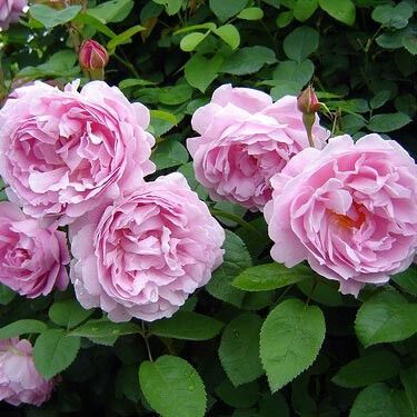 Троянда Marry Rose (саджанці)