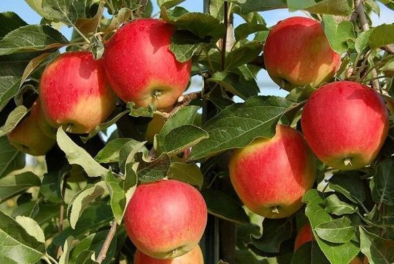 Яблуня "Галмак" (літній, імунний сорт із карамельним ароматом, ранній термін дозрівання)