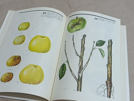 Соловева М. А. Атлас ушкоджень плодових і ягідних культур морозами 1988 | Зображення 6
