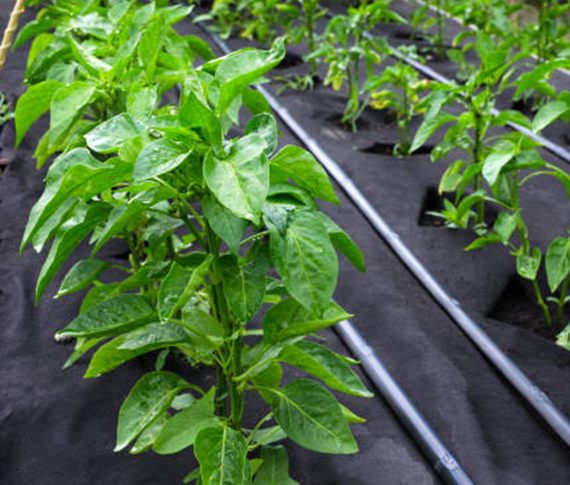 Агроволокно  90 г/м2 1,6х5 метрів чорне пакетоване | Зображення 9