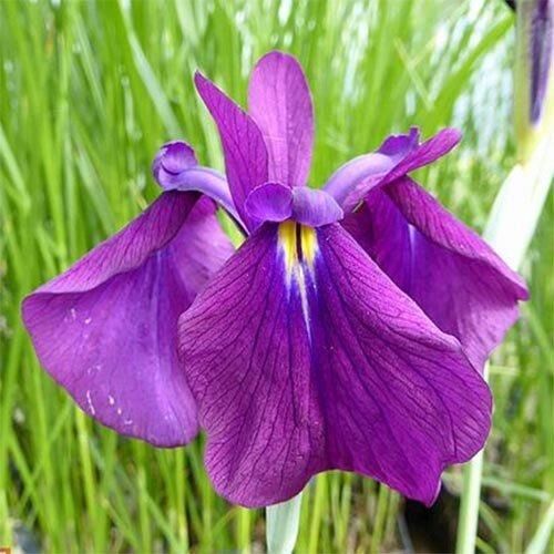 Ірис мечеподібний Variegata (кореневища)
