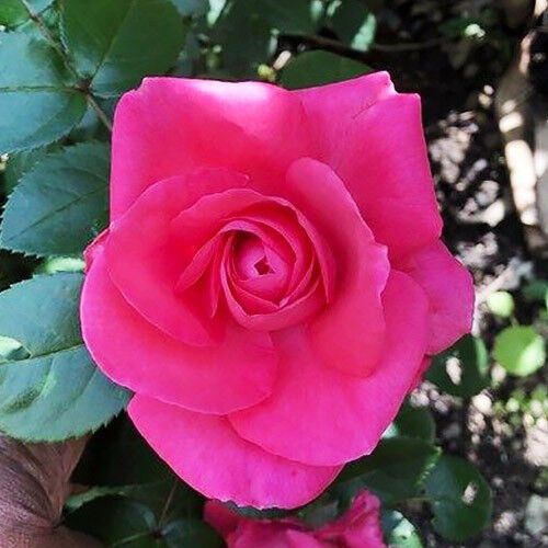 Троянда Cherry Lady (саджанці) | Зображення 2