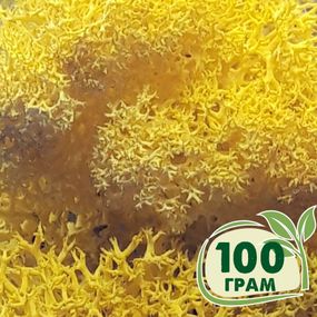 Стабілізований мох ягель Жовтий лимонний 100 грам