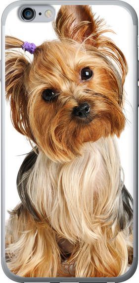 Чехол на iPhone 6 Plus Йоркширский терьер с хвостиком "930u-48-17620"
