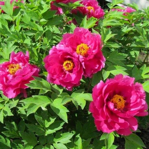 Півонія Пінк Ардур (Paeonia Pink Ardour) кореневища | Зображення 1