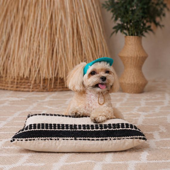 Кепка Pet Fashion Topaz для собак S | Зображення 5