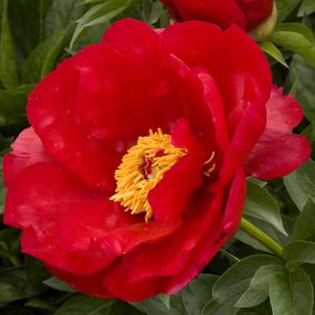 Півонія Orange Glory (кореневища)