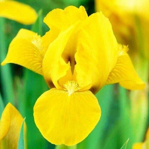 Ірис Pumila Brassie (кореневища)