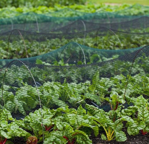 Сітка для захисту від птахів Bradas DIAMOND 20 г/м² 10x10 м, ткана, 15 x 15 мм (AS-BN20151510010) | Зображення 1