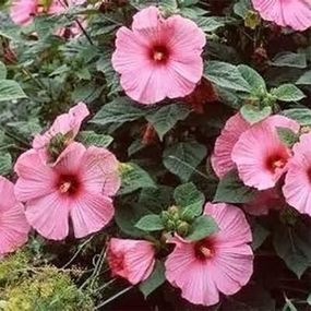 Гібіскус Mouschetous Pink (саджанці) садовий