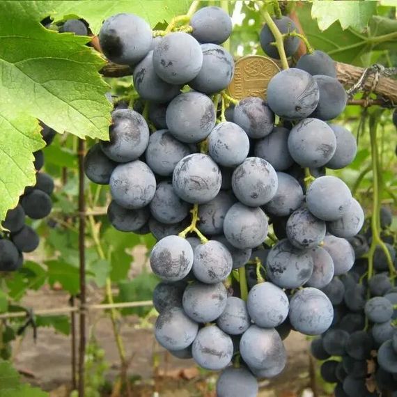 Виноград Лівадійський чорний (ранньо-середній термін дозрівання)