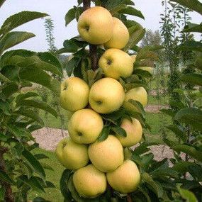 Яблуня колоноподібна Медок (осіння)